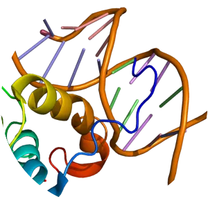 PITX3 - Protein