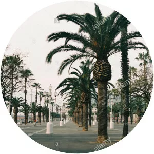 Pla de Miquel Tarradell