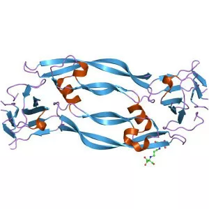 Placental growth factor - Protein
