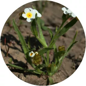 Plagiobothrys figuratus - 