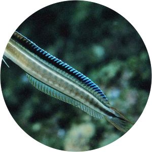 Plagiotremus azaleus - 