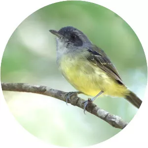 Plain antvireo - Bird