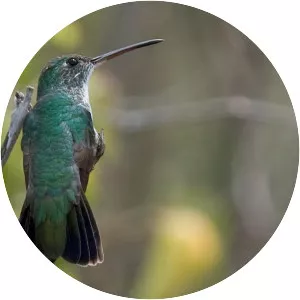 Plain-bellied emerald