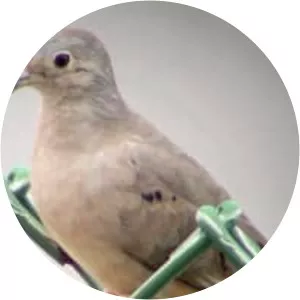 Plain-breasted ground dove - Birds