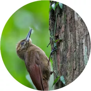 Plain-brown woodcreeper