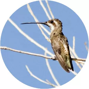 Plain-capped starthroat - Bird