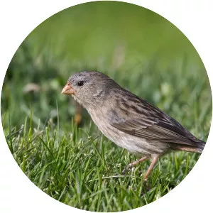 Plain-colored seedeater
