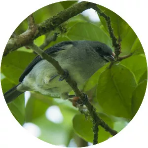 Plain-colored tanager