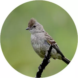 Plain-crested elaenia