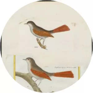 Plain-crowned spinetail - Bird