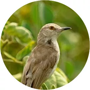 Plain prinia