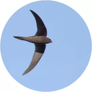 Plain swift