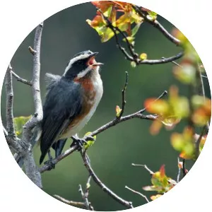 Plain-tailed warbling finch