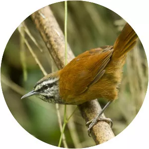 Plain-tailed wren
