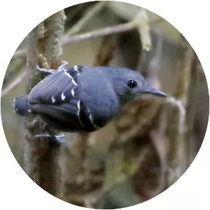 Plain-throated antwren - Bird