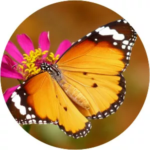 Plain Tiger - Insect