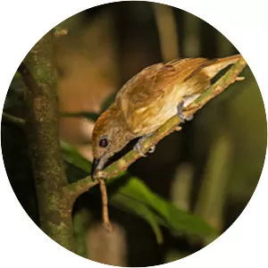 Plain-winged antshrike