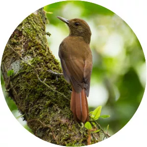 Plain-winged woodcreeper