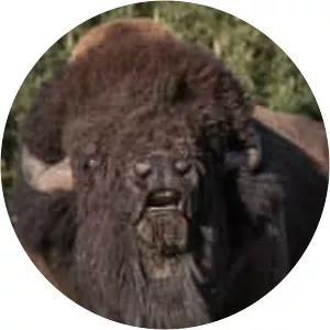 Plains bison