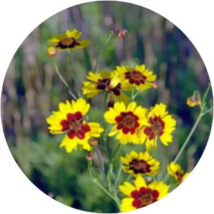 Plains coreopsis