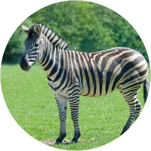 Plains zebra