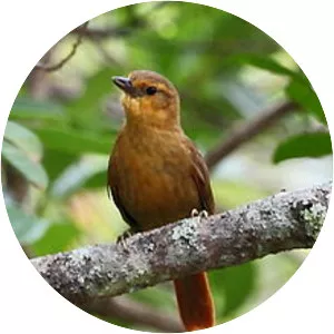 Planalto foliage-gleaner