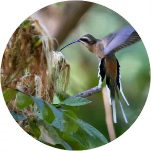 Planalto hermit