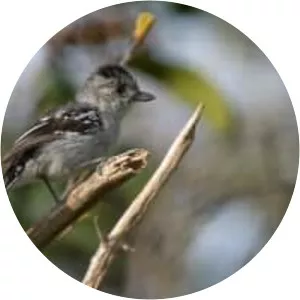 Planalto slaty antshrike