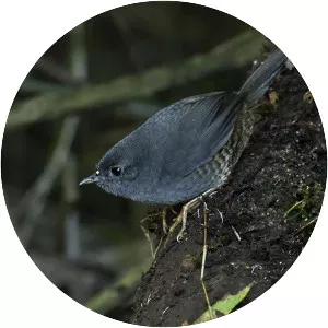 Planalto tapaculo - Bird