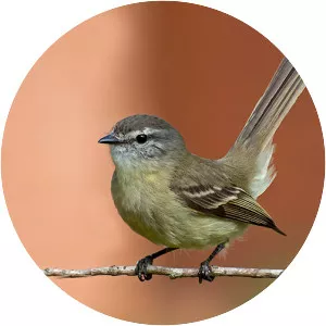 Planalto tyrannulet - Bird