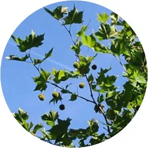 Plane trees photograph