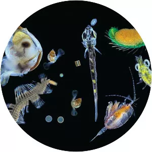 Plankton - 