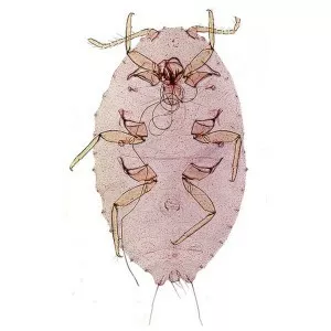 Planococcus - Insect