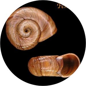 Planorbella trivolvis - Animal