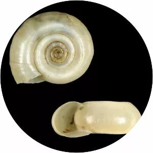 Planorbidae - Animal