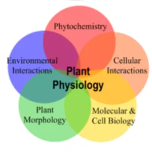 Plant physiology