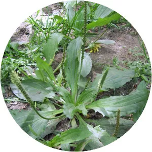 Plantago asiatica