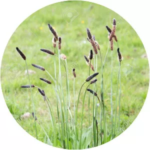 Plantago - Plants