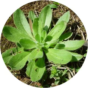 Plantago virginica