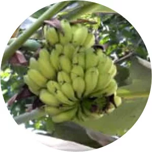 Plantain (Musa × Paradisiaca)