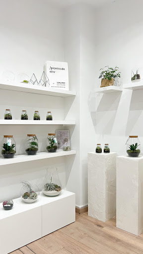 PLANTASDEAIRE - Interior plant service in Gijon, Spain