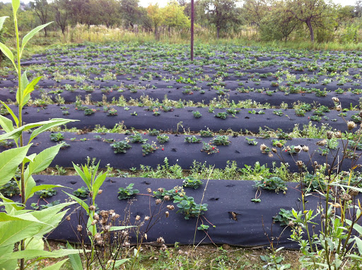 Plantatsiyi Truskavok - Farm in Boryslav, Ukraine