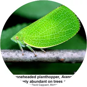 Planthoppers