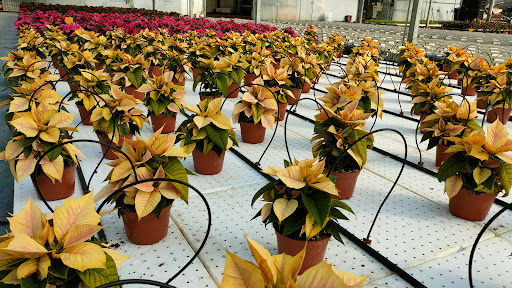 PlantiDias Gooday - Plant nursery in Portugal