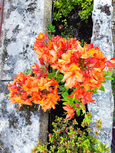 Plantovez - Flower market in Portugal