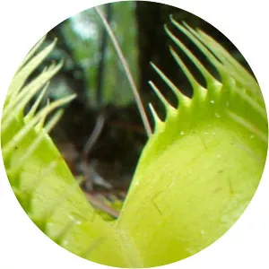 Plants Behaving Badly2013