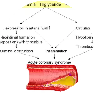 Plasminogen activator inhibitor-1 - 