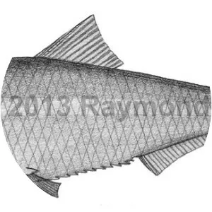 Platanichthys platana