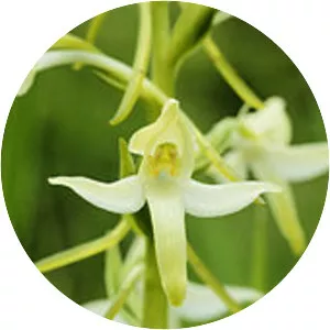 Platanthera bifolia