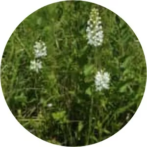Platanthera blephariglottis - Plants